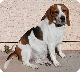 Beagle Mix Dog for Sale in Phoenix, Arizona - Daisy Mom Beagle Mix Dog for Sale in Phoenix, Arizona - Daisy Mom
