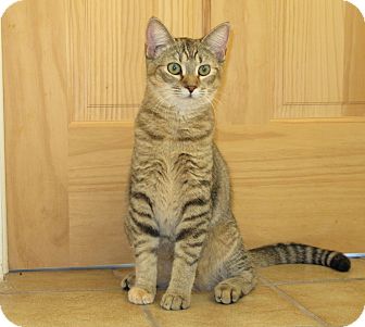 Domestic Shorthair Cat for Sale in Lighthouse Point, Florida - Sarah Domestic Shorthair Cat for Sale in Lighthouse Point, Florida - Sarah