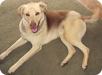 German Shepherd Dog/Labrador Retriever Mix Dog for Sale in Somers, Connecticut - Camo: Mr Mellow! German Shepherd Dog/Labrador Retriever Mix Dog for Sale in Somers, Connecticut - Camo: Mr Mellow!