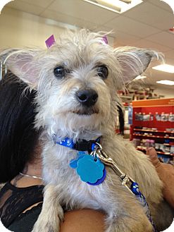 Terrier (Unknown Type, Small) Mix Dog for Sale in Van Nuys, California - Minnie Terrier (Unknown Type, Small) Mix Dog for Sale in Van Nuys, California - Minnie