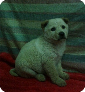 Shepherd (Unknown Type) Mix Puppy for Sale in Danbury, Connecticut - Gwen Shepherd (Unknown Type) Mix Puppy for Sale in Danbury, Connecticut - Gwen