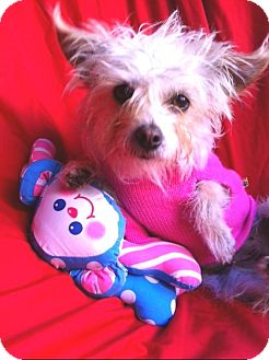 Yorkie, Yorkshire Terrier Mix Dog for Sale in Irvine, California - LITTLE LULU tiny 4 Lbs Yorkie, Yorkshire Terrier Mix Dog for Sale in Irvine, California - LITTLE LULU tiny 4 Lbs