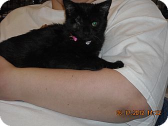 Domestic Shorthair Kitten for Sale in Riverside, Rhode Island - Charity Domestic Shorthair Kitten for Sale in Riverside, Rhode Island - Charity