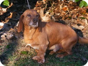 Basset Hound/Redbone Coonhound Mix Dog for Sale in Sherman, Connecticut - Ernie Basset Hound/Redbone Coonhound Mix Dog for Sale in Sherman, Connecticut - Ernie