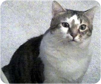 Domestic Mediumhair Cat for Sale in Alexandria, Virginia - Baby Domestic Mediumhair Cat for Sale in Alexandria, Virginia - Baby