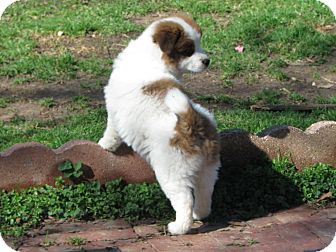 Border Collie/Sheltie, Shetland Sheepdog Mix Puppy for Sale in Somers, Connecticut - Grace: ADOPTION PENDING! Border Collie/Sheltie, Shetland Sheepdog Mix Puppy for Sale in Somers, Connecticut - Grace: ADOPTION PENDING!