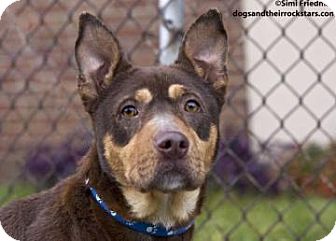 German Shepherd Dog Mix Dog for Sale in Brooklyn, New York - Big Brown German Shepherd Dog Mix Dog for Sale in Brooklyn, New York - Big Brown