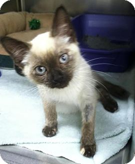 Siamese Kitten for Sale in Edmond, Oklahoma - Matilda Siamese Kitten for Sale in Edmond, Oklahoma - Matilda