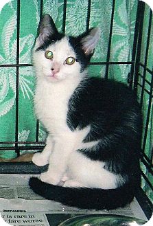 Domestic Shorthair Cat for Sale in Petersburg, Virginia - Paco Domestic Shorthair Cat for Sale in Petersburg, Virginia - Paco