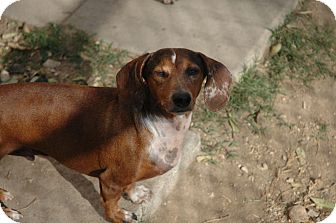 Dachshund Dog for Sale in san antonio, Texas - Buddy Dachshund Dog for Sale in san antonio, Texas - Buddy
