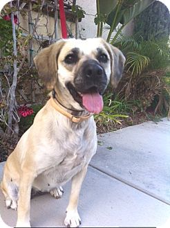 Pug/Beagle Mix Dog for Sale in Irvine, California - PRISSY, a Puggle! Pug/Beagle Mix Dog for Sale in Irvine, California - PRISSY, a Puggle!