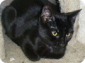 Domestic Shorthair Cat for Sale in Hamburg, New York - Luna Domestic Shorthair Cat for Sale in Hamburg, New York - Luna