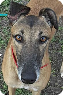 Greyhound Dog for Sale in Longwood, Florida - Boc's Fortitude Greyhound Dog for Sale in Longwood, Florida - Boc's Fortitude