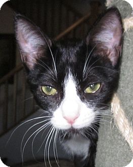 Domestic Shorthair Kitten for Sale in Winchester, California - Minuet Domestic Shorthair Kitten for Sale in Winchester, California - Minuet