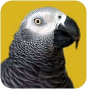 African Grey for Sale in Arlington, Virginia - Chimo African Grey for Sale in Arlington, Virginia - Chimo