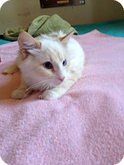 Colorpoint Shorthair Cat for Sale in Fountain Hills, Arizona - SNOWBALL Colorpoint Shorthair Cat for Sale in Fountain Hills, Arizona - SNOWBALL