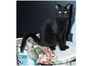Domestic Shorthair Cat for Sale in Acme, Pennsylvania - Gus Domestic Shorthair Cat for Sale in Acme, Pennsylvania - Gus