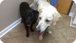 Labrador Retriever Mix Dog for Sale in White River Junction, Vermont - Sonny and Shadow - Free Labrador Retriever Mix Dog for Sale in White River Junction, Vermont - Sonny and Shadow - Free