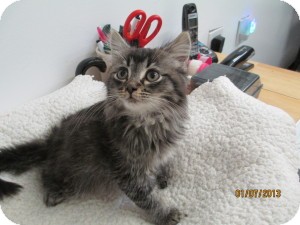 Maine Coon Kitten for Sale in Oceanside, New York - Butter Maine Coon Kitten for Sale in Oceanside, New York - Butter