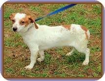 Dachshund/Chihuahua Mix Dog for Sale in Spring Valley, New York - Longfellow (In New England) Dachshund/Chihuahua Mix Dog for Sale in Spring Valley, New York - Longfellow (In New England)
