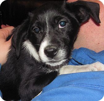 Border Collie/Labrador Retriever Mix Puppy for Sale in Southern, Maine - Roxanne-LOCAL Border Collie/Labrador Retriever Mix Puppy for Sale in Southern, Maine - Roxanne-LOCAL