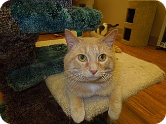 Domestic Shorthair Cat for Sale in Medina, Ohio - Carl Domestic Shorthair Cat for Sale in Medina, Ohio - Carl