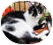 Domestic Shorthair Cat for Sale in Harrisburg, North Carolina - Kissy Domestic Shorthair Cat for Sale in Harrisburg, North Carolina - Kissy