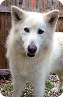 Alaskan Malamute/German Shepherd Dog Mix Dog for Sale in Gainesville, Florida - Balto Alaskan Malamute/German Shepherd Dog Mix Dog for Sale in Gainesville, Florida - Balto