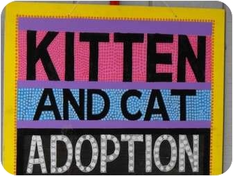 Domestic Shorthair Kitten for Sale in Grand Rapids, Michigan - Open Adoption Days! Domestic Shorthair Kitten for Sale in Grand Rapids, Michigan - Open Adoption Days!