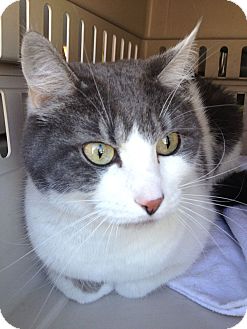 Domestic Shorthair Cat for Sale in Irvine, California - Lacey Domestic Shorthair Cat for Sale in Irvine, California - Lacey
