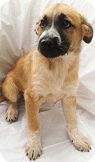 Bernese Mountain Dog/Irish Wolfhound Mix Puppy for Sale in Thousand Oaks, California - Bella Bernese Mountain Dog/Irish Wolfhound Mix Puppy for Sale in Thousand Oaks, California - Bella