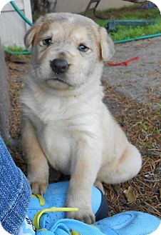 Golden Retriever/Husky Mix Puppy for Sale in Torrance, California - CINDERELLA Golden Retriever/Husky Mix Puppy for Sale in Torrance, California - CINDERELLA
