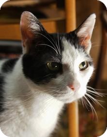 Domestic Shorthair Cat for Sale in Medford, Massachusetts - Lance Domestic Shorthair Cat for Sale in Medford, Massachusetts - Lance