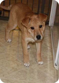Labrador Retriever Mix Puppy for Sale in Danbury, Connecticut - Maddi Labrador Retriever Mix Puppy for Sale in Danbury, Connecticut - Maddi