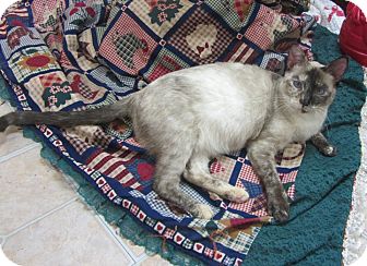 Siamese Cat for Sale in Mobile, Alabama - Livinia (Livvy) Siamese Cat for Sale in Mobile, Alabama - Livinia (Livvy)