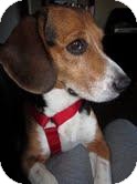 Beagle Mix Dog for Sale in Phoenix, Arizona - Gatsby Beagle Mix Dog for Sale in Phoenix, Arizona - Gatsby