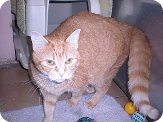 Domestic Shorthair Cat for Sale in New Castle, Pennsylvania - Domestic Shorthair Cat for Sale in New Castle, Pennsylvania -