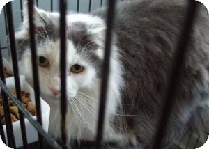 Domestic Longhair Cat for Sale in New Bedford, Massachusetts - Duncan Domestic Longhair Cat for Sale in New Bedford, Massachusetts - Duncan