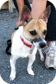 Corgi/Jack Russell Terrier Mix Dog for Sale in Windham, New Hampshire - Callaway (Extremely Urgent) Corgi/Jack Russell Terrier Mix Dog for Sale in Windham, New Hampshire - Callaway (Extremely Urgent)