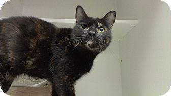Domestic Shorthair Cat for Sale in Richboro, Pennsylvania - Augusta Webster Domestic Shorthair Cat for Sale in Richboro, Pennsylvania - Augusta Webster