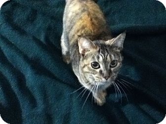 Domestic Shorthair Cat for Sale in Fairborn, Ohio - Sylvia-Mathis Girl Domestic Shorthair Cat for Sale in Fairborn, Ohio - Sylvia-Mathis Girl
