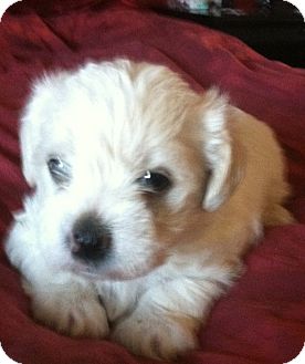 Norfolk Terrier/Lhasa Apso Mix Puppy for Sale in Van Nuys, California - Crystal Norfolk Terrier/Lhasa Apso Mix Puppy for Sale in Van Nuys, California - Crystal