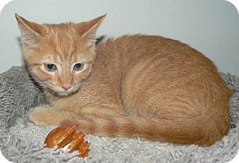 Domestic Shorthair Cat for Sale in Apex, North Carolina - Maui Domestic Shorthair Cat for Sale in Apex, North Carolina - Maui