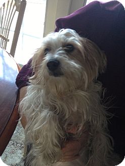 Yorkie, Yorkshire Terrier Dog for Sale in Garwood, New Jersey - Tony Yorkie, Yorkshire Terrier Dog for Sale in Garwood, New Jersey - Tony