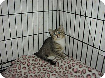 Domestic Shorthair Kitten for Sale in Speonk, New York - Mazi Domestic Shorthair Kitten for Sale in Speonk, New York - Mazi