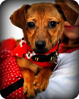 Dachshund/Chihuahua Mix Dog for Sale in Sparta, New Jersey - Scooter Dachshund/Chihuahua Mix Dog for Sale in Sparta, New Jersey - Scooter