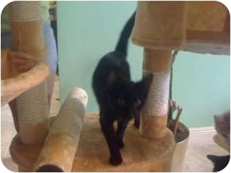 Domestic Shorthair Cat for Sale in Mobile, Alabama - Thelma Domestic Shorthair Cat for Sale in Mobile, Alabama - Thelma