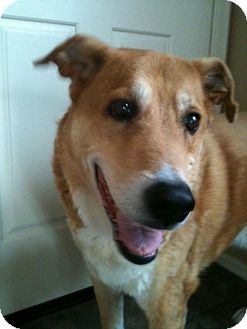 Labrador Retriever/Shepherd (Unknown Type) Mix Dog for Sale in Phoenix, Arizona - Meeko Labrador Retriever/Shepherd (Unknown Type) Mix Dog for Sale in Phoenix, Arizona - Meeko