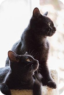 Bombay Kitten for Sale in Chicago, Illinois - Scout & Smudge Bombay Kitten for Sale in Chicago, Illinois - Scout & Smudge
