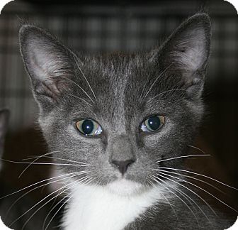 Domestic Shorthair Kitten for Sale in Plainville, Massachusetts - Briar Domestic Shorthair Kitten for Sale in Plainville, Massachusetts - Briar
